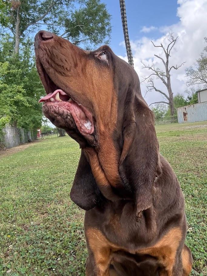 Enlarge Nosey Rosey, a Adoptable Bloodhound in Ransomville, NY image 6/6