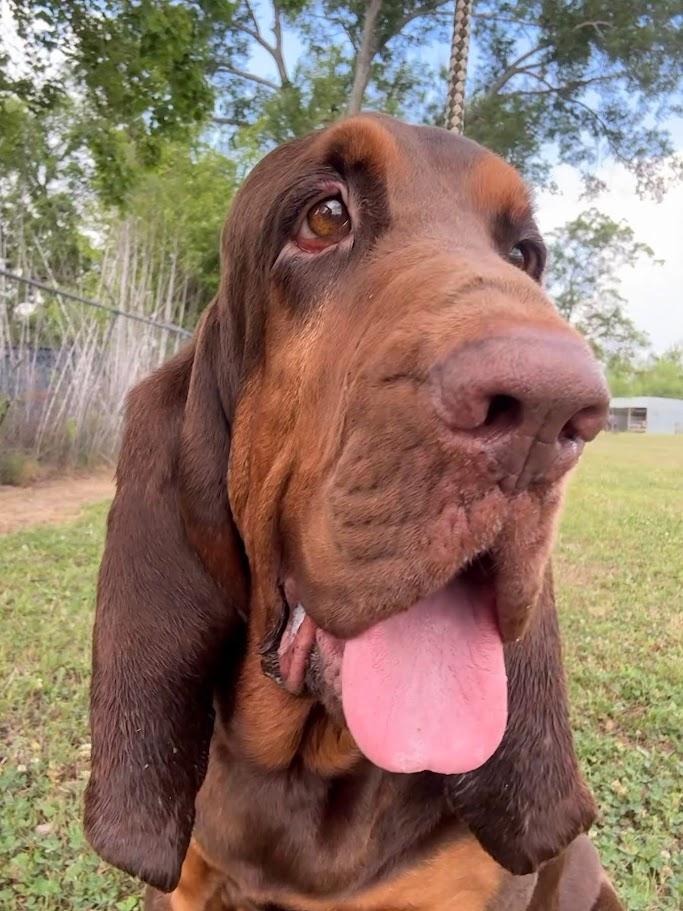 Enlarge Nosey Rosey, a Adoptable Bloodhound in Ransomville, NY image 1/6