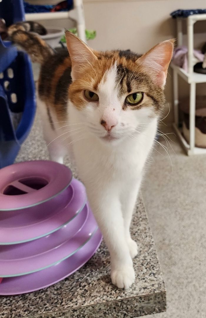 Enlarge Fiona, a Adoptable mixed breed in Carneys Point, NJ image 1/2