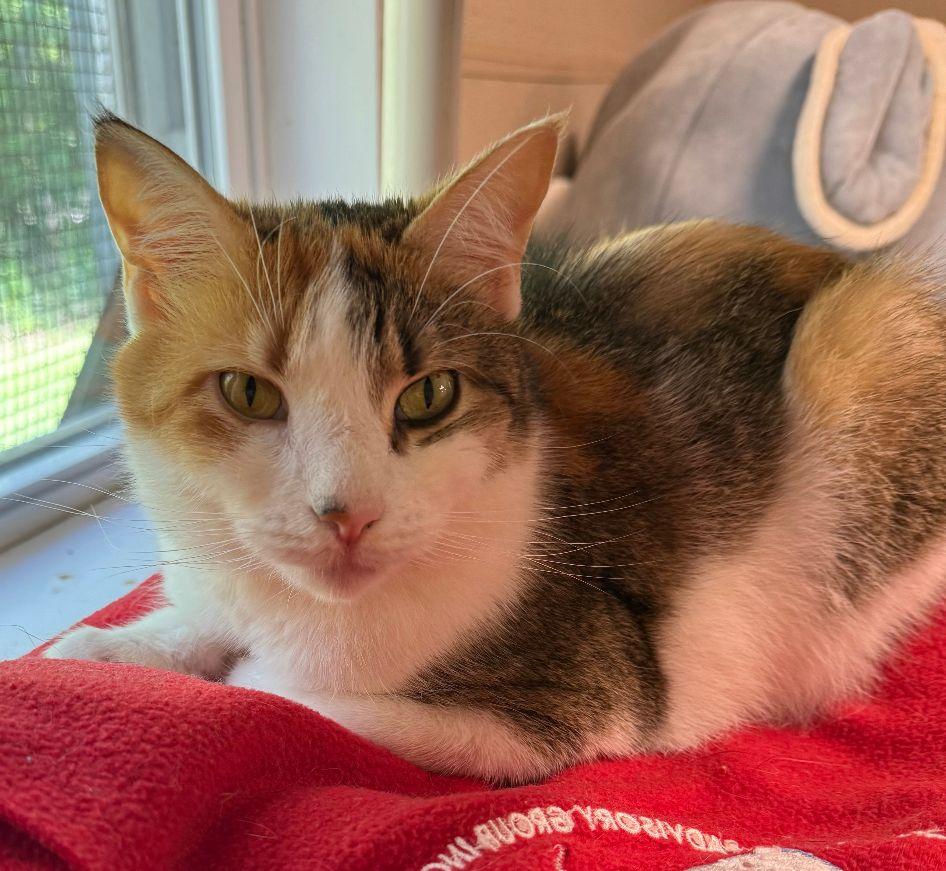 Fiona, Adult Female Domestic Short Hair