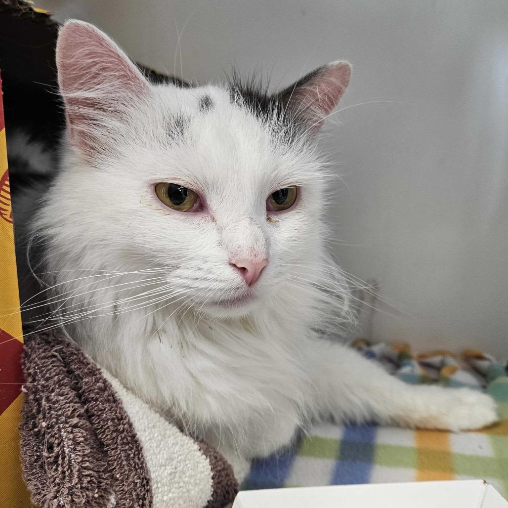 Soul, Adoptable, Adult Female Domestic Long Hair.
