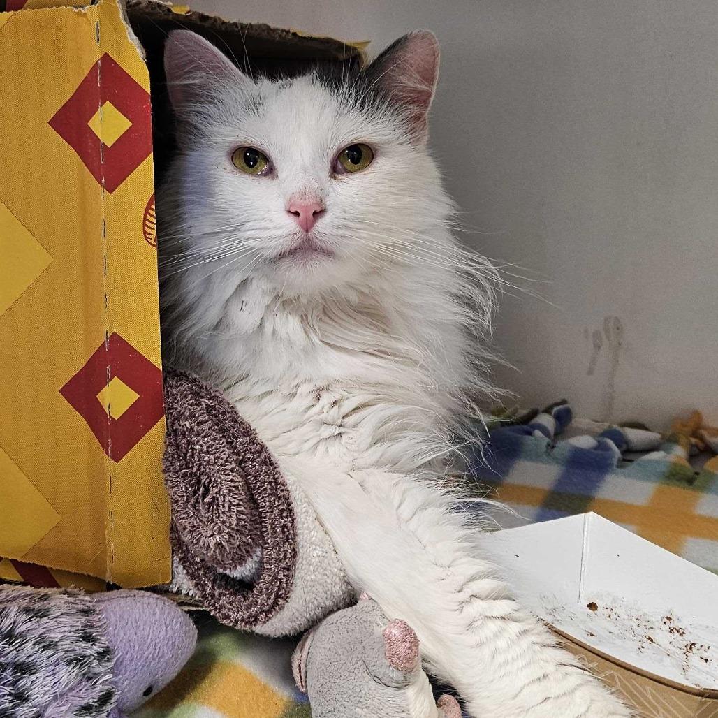 Soul, a Adoptable Domestic Long Hair in Dover, NH image 2/4