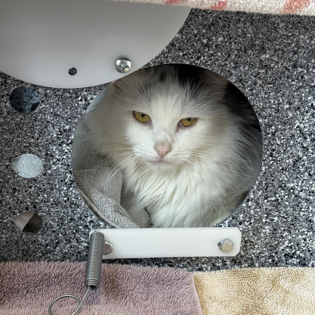 Soul, a Adoptable Domestic Long Hair in Dover, NH image 3/4