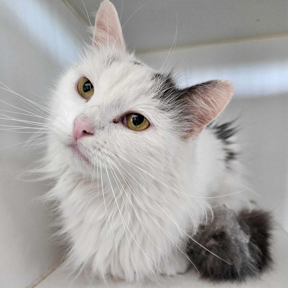 Soul, a Adoptable Domestic Long Hair in Dover, NH image 4/4