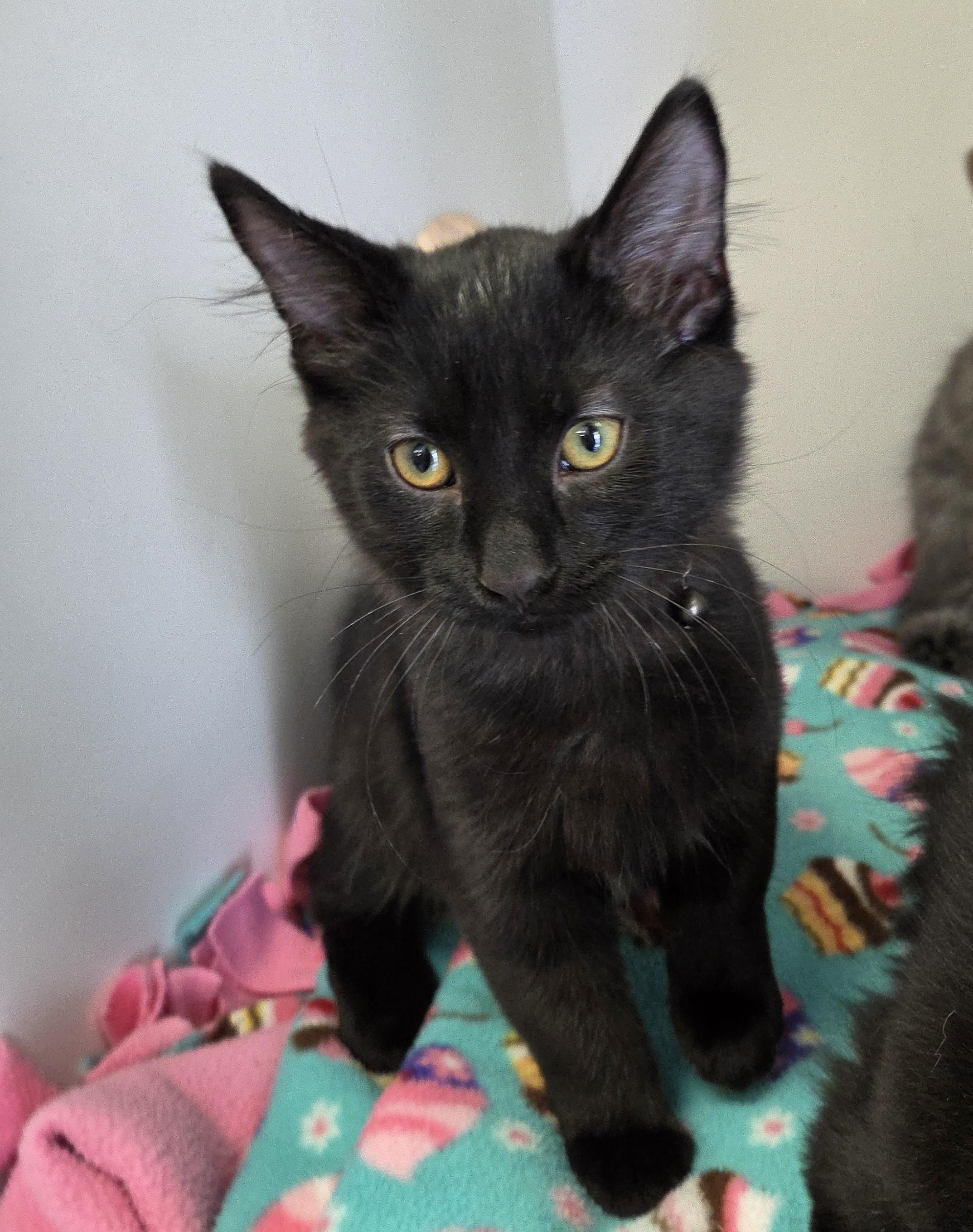 Asher, Adoptable, Kitten Male Domestic Long Hair.