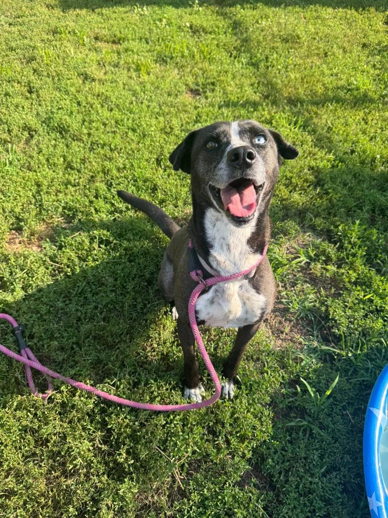 Enlarge Tessa, a Adoptable Mixed Breed in Marion, OH image 1/1