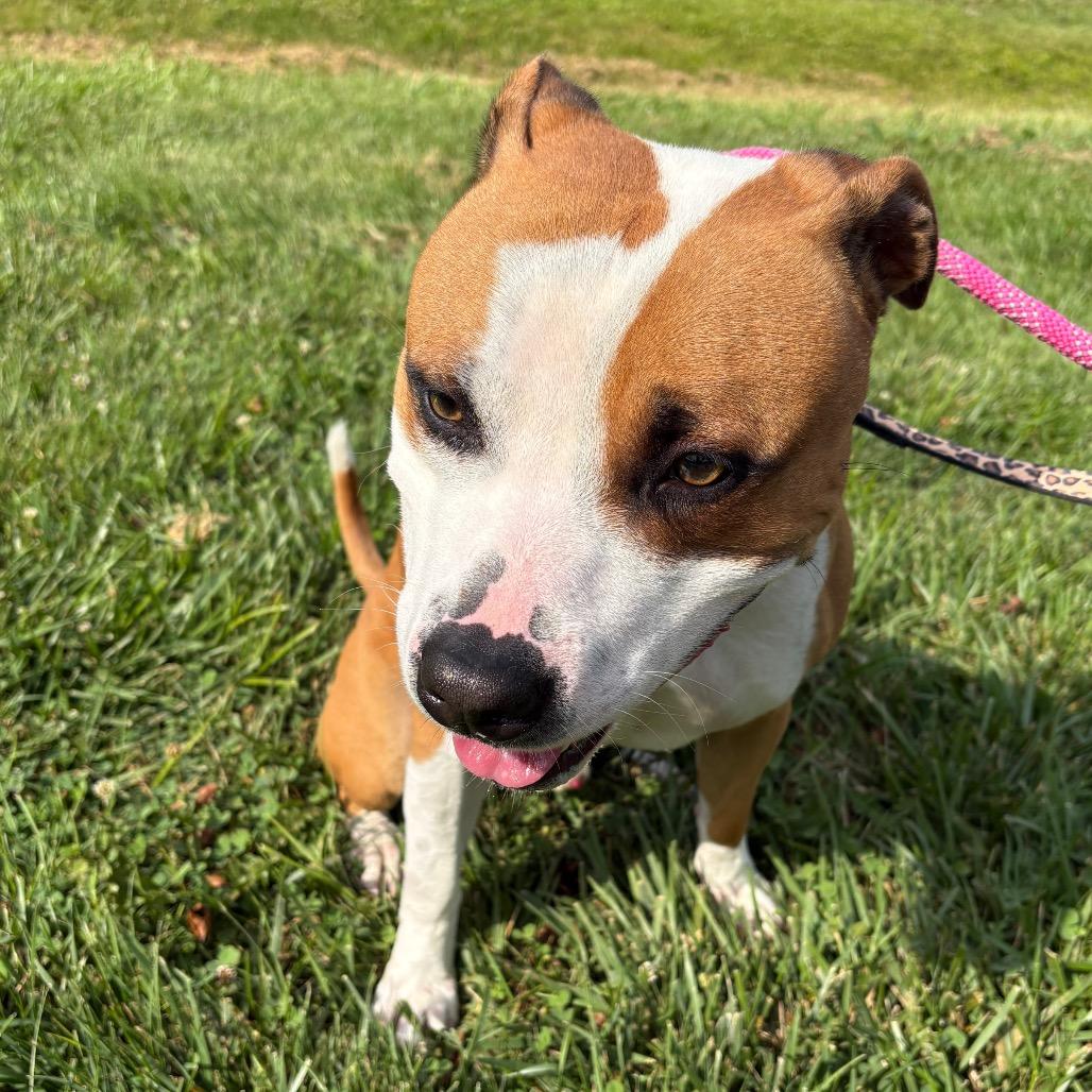 Colby, Adoptable, Young Male Pit Bull Terrier.