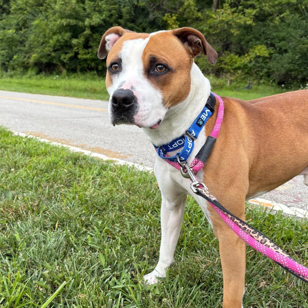 Colby, a Adoptable Pit Bull Terrier in Batavia, OH image 2/5