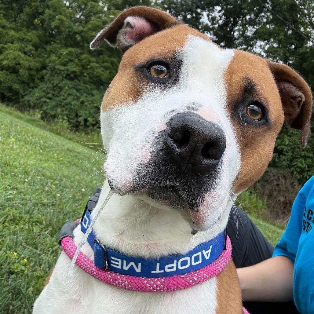 Colby, a Adoptable Pit Bull Terrier in Batavia, OH image 3/5