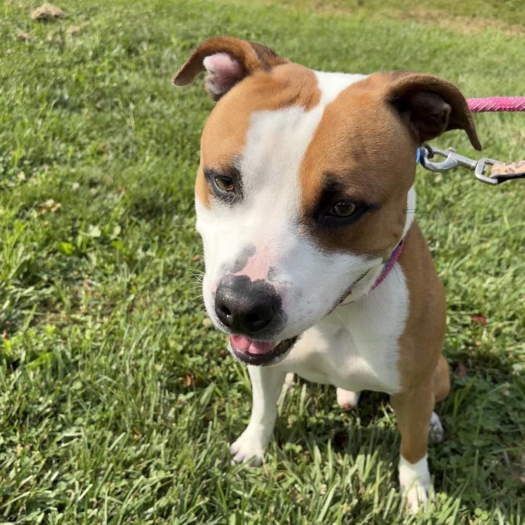 Colby, a Adoptable Pit Bull Terrier in Batavia, OH image 4/5