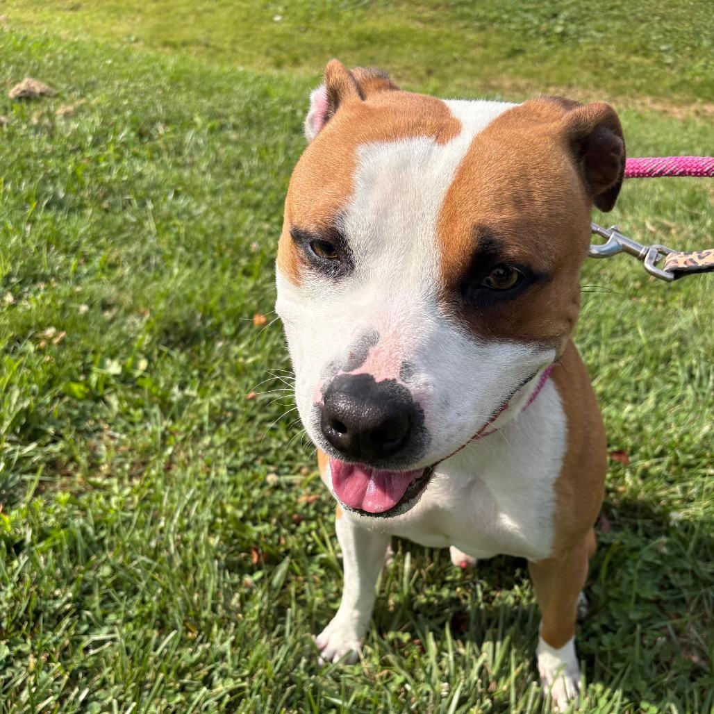 Colby, a Adoptable Pit Bull Terrier in Batavia, OH image 5/5