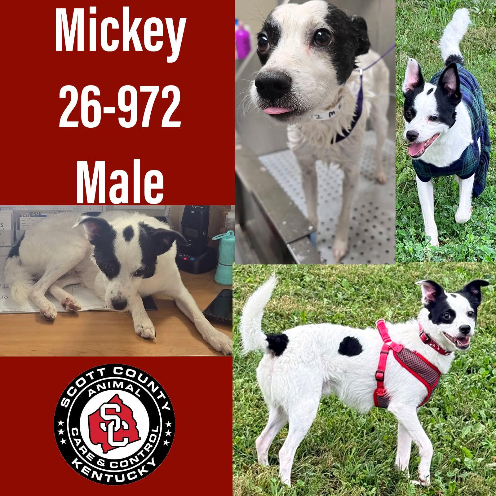 Mickey, Adopted, Adult Male Terrier.