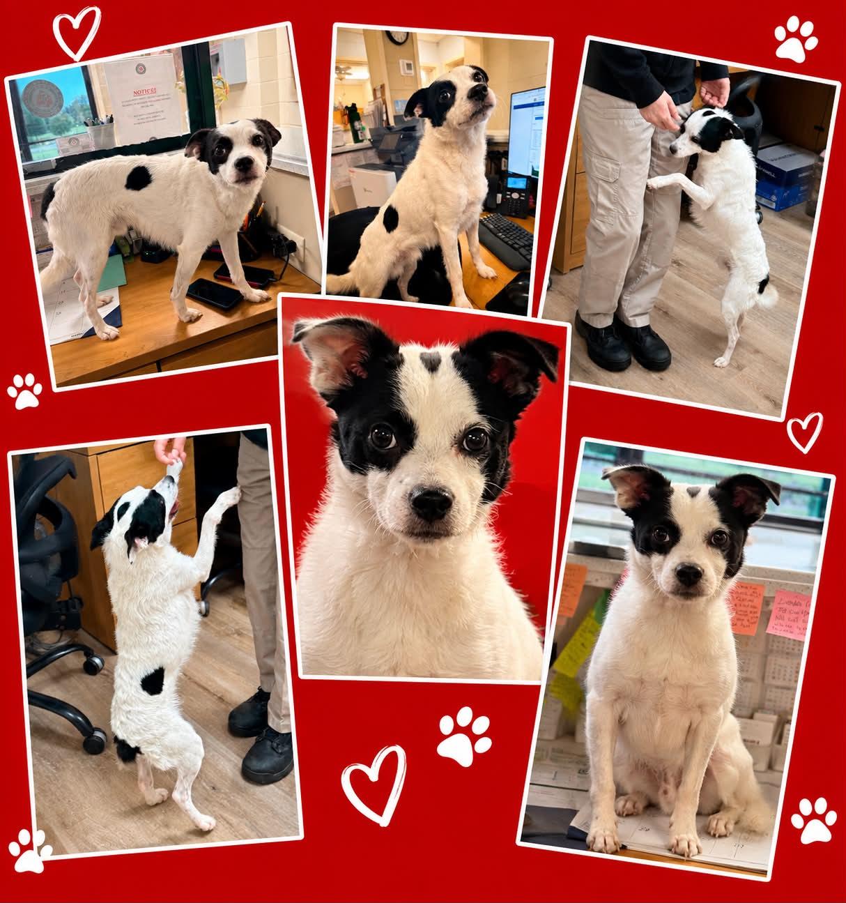 Enlarge Mickey, a Adopted Terrier in Georgetown, KY image 2/2