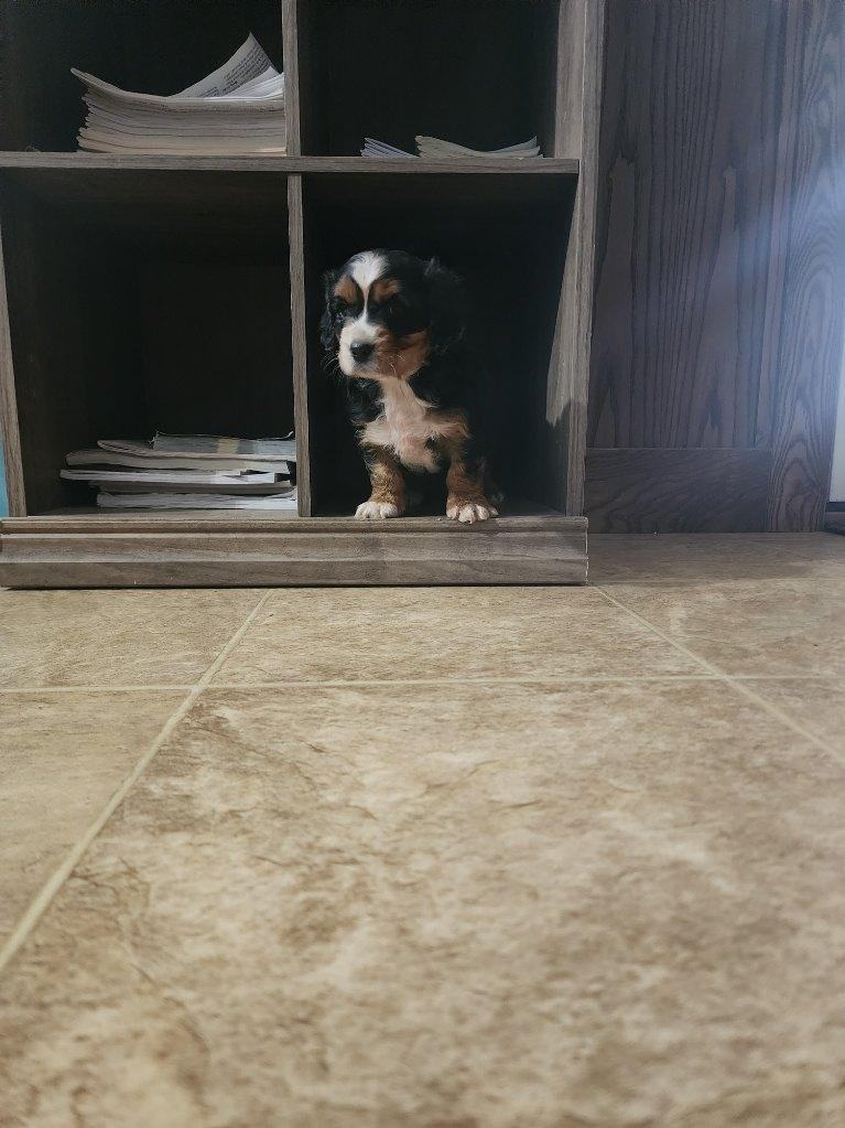 Enlarge Bobby, a Adopted mixed breed in Kimball, MI image 1/1