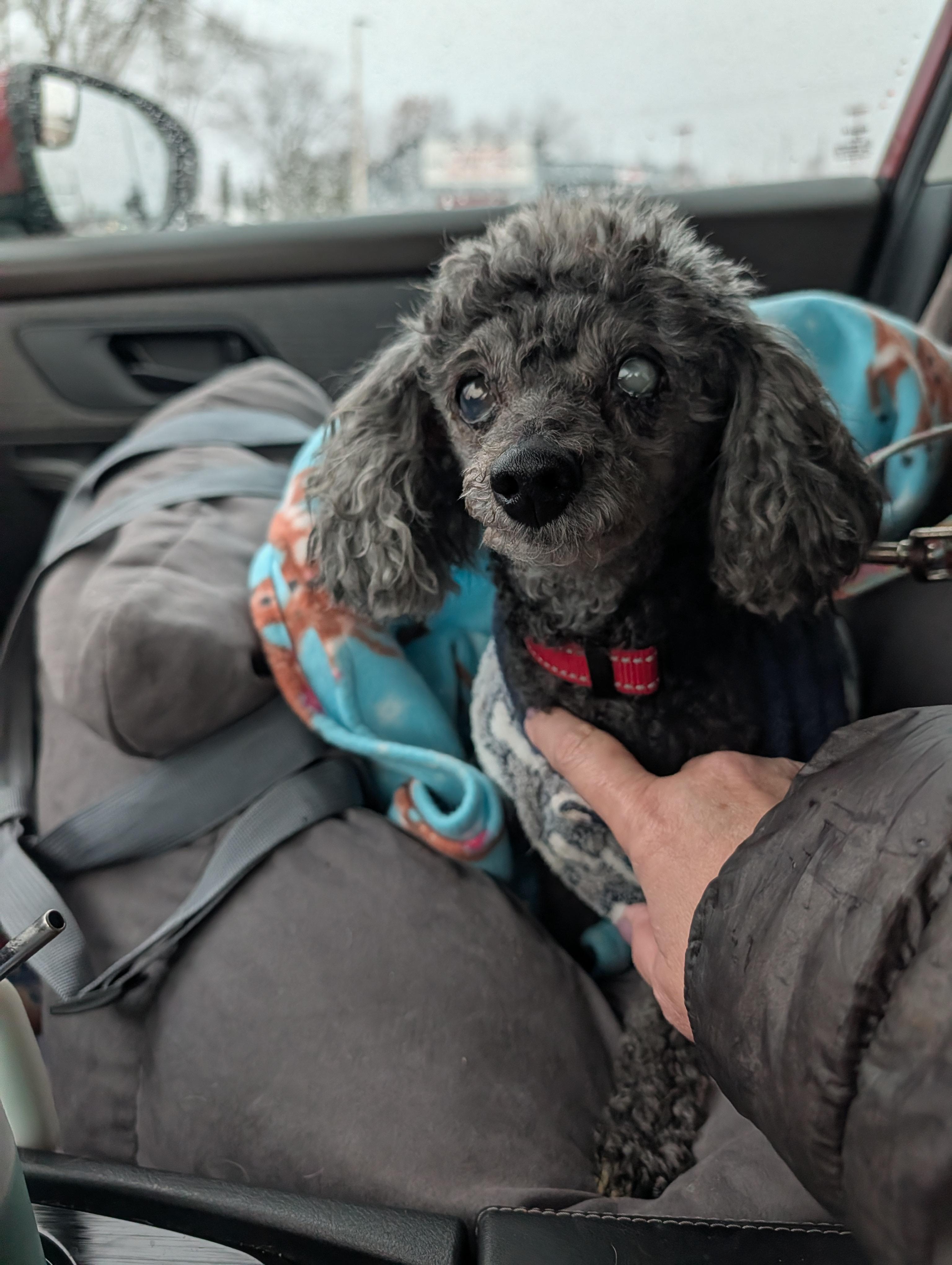 Enlarge Louie, a ADOPTABLE Miniature Poodle in Whitewater, WI image 5/6