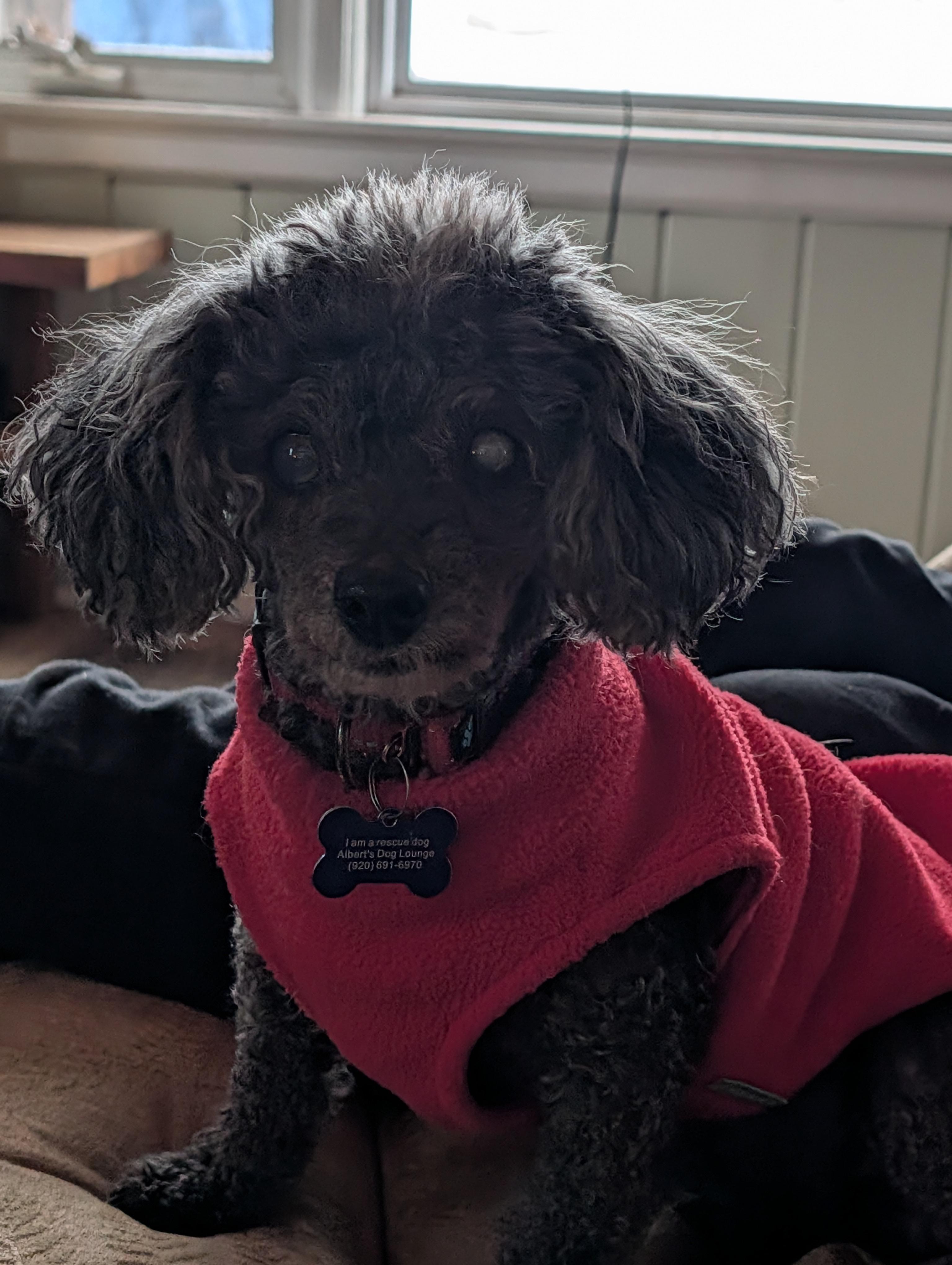 Enlarge Louie, a ADOPTABLE Miniature Poodle in Whitewater, WI image 4/6