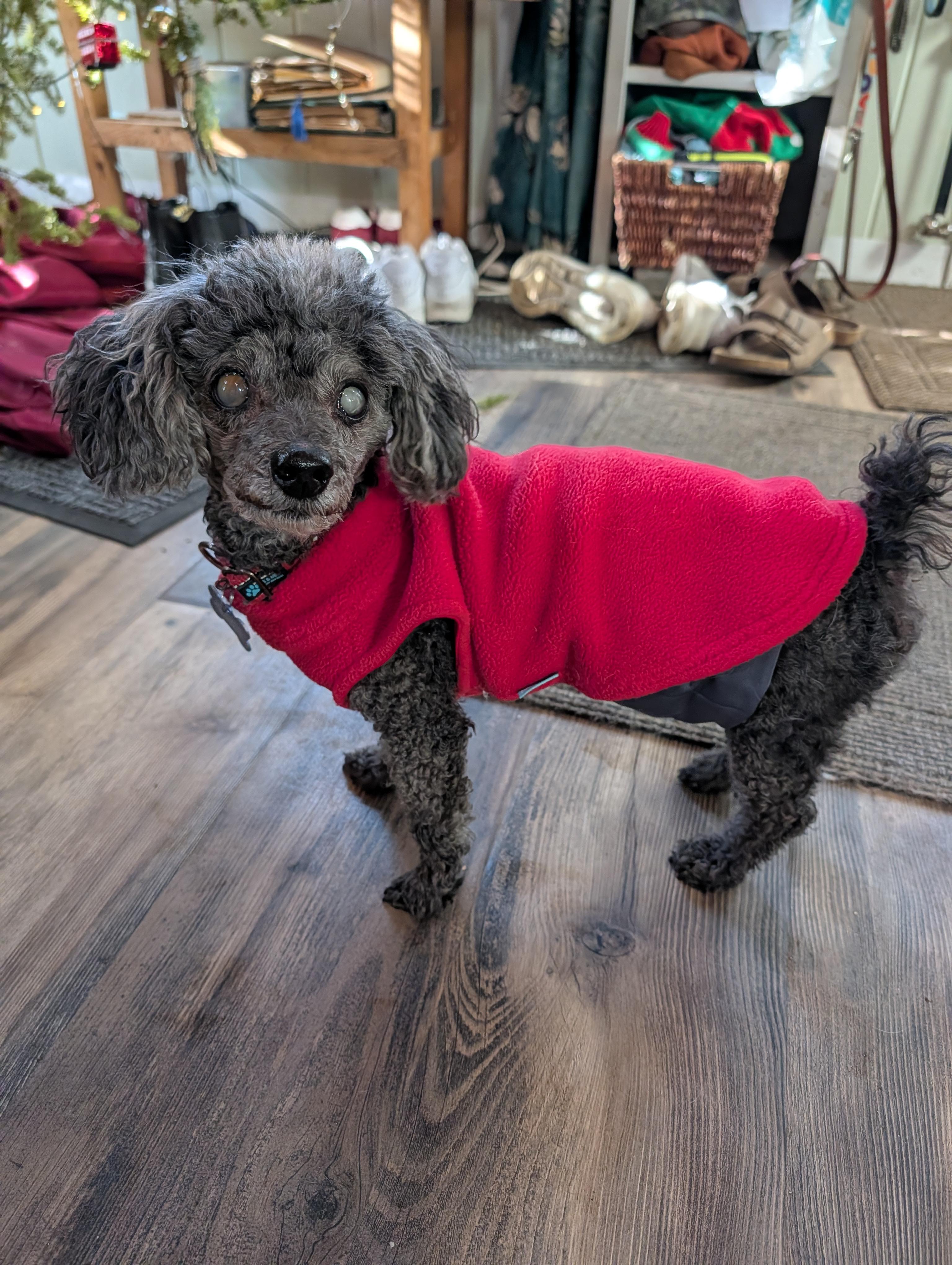Enlarge Louie, a ADOPTABLE Miniature Poodle in Whitewater, WI image 3/6