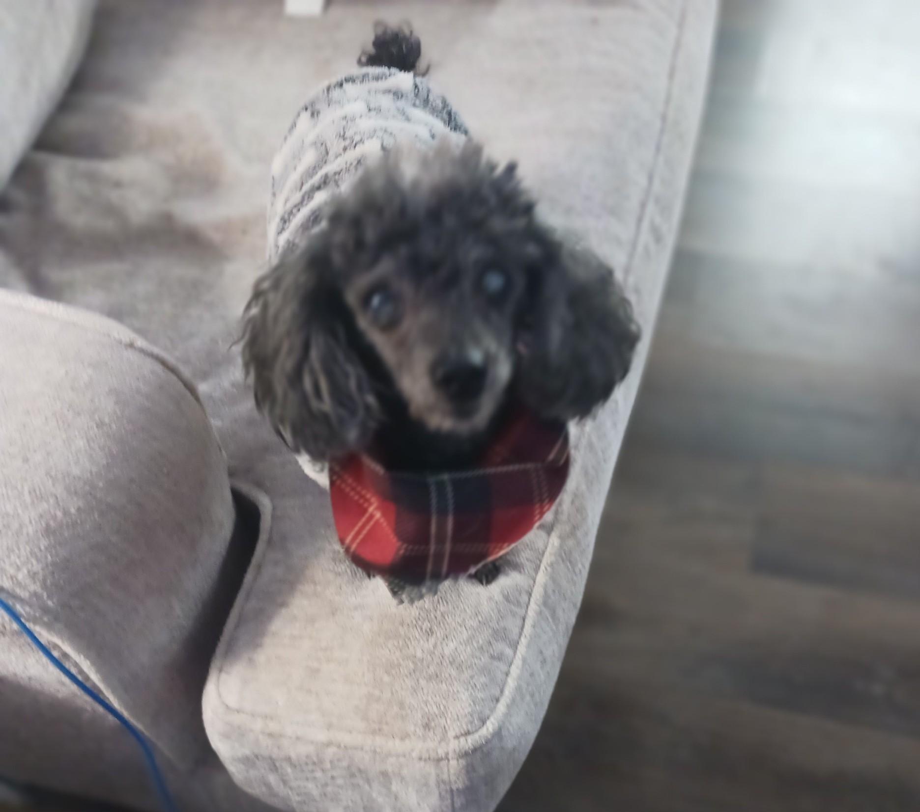Enlarge Louie, a ADOPTABLE Miniature Poodle in Whitewater, WI image 1/6