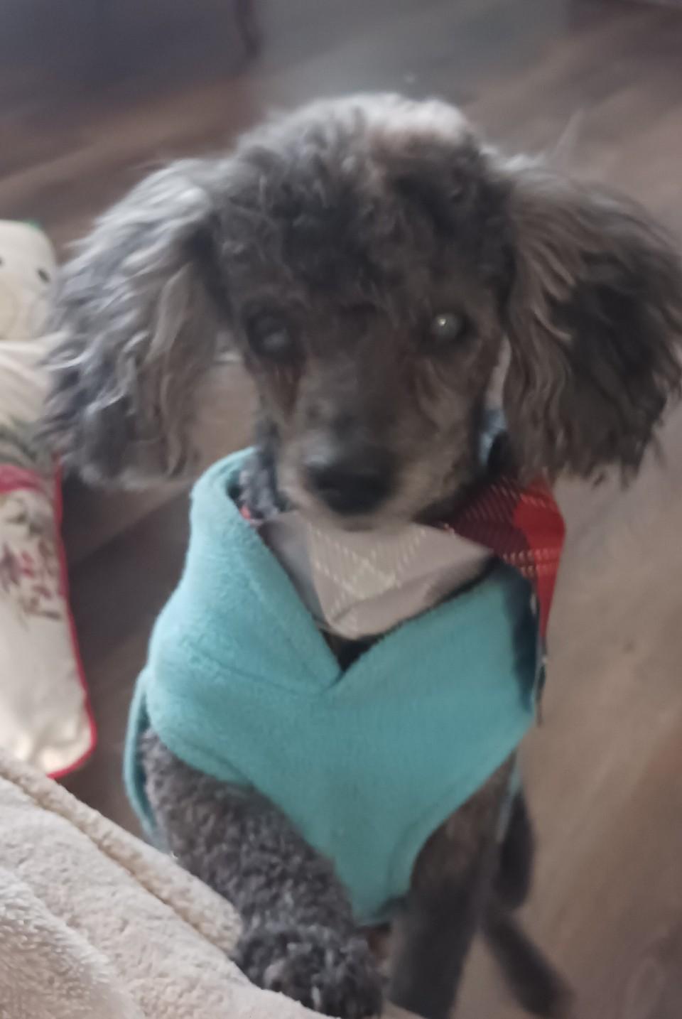 Enlarge Louie, a ADOPTABLE Miniature Poodle in Whitewater, WI image 6/6