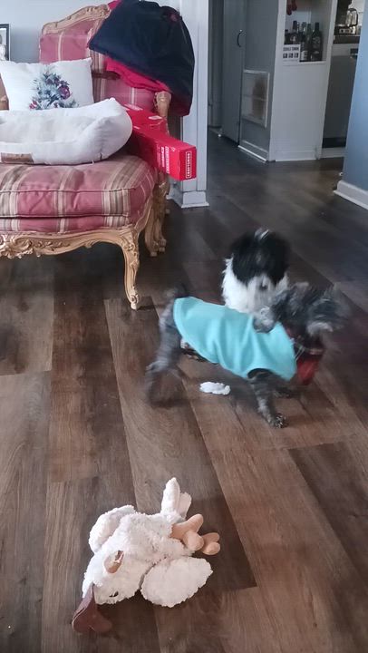 Enlarge Louie, a ADOPTABLE Miniature Poodle in Whitewater, WI video 2/6