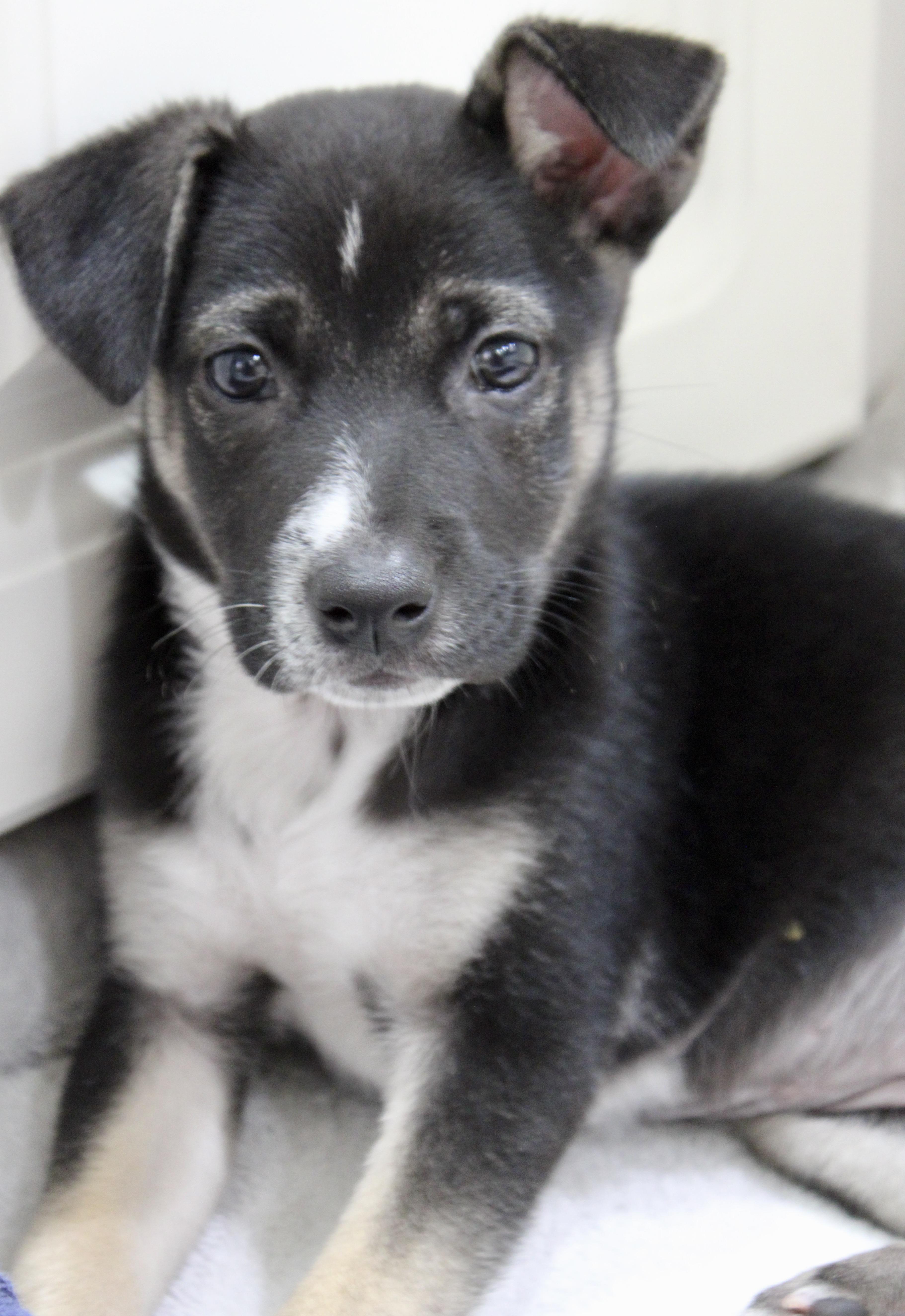 Sprout, Adopted, Puppy Female Terrier.