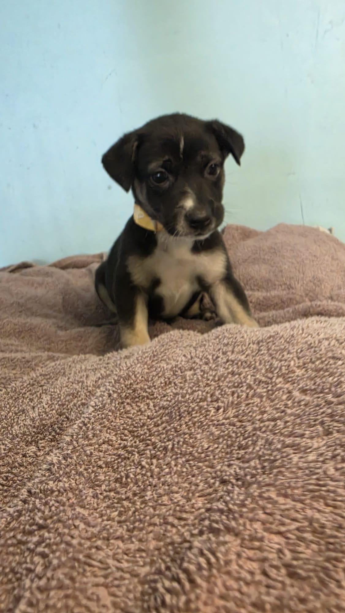 Enlarge Sprout, a Adoptable Mixed Breed in Orlando, FL image 1/2