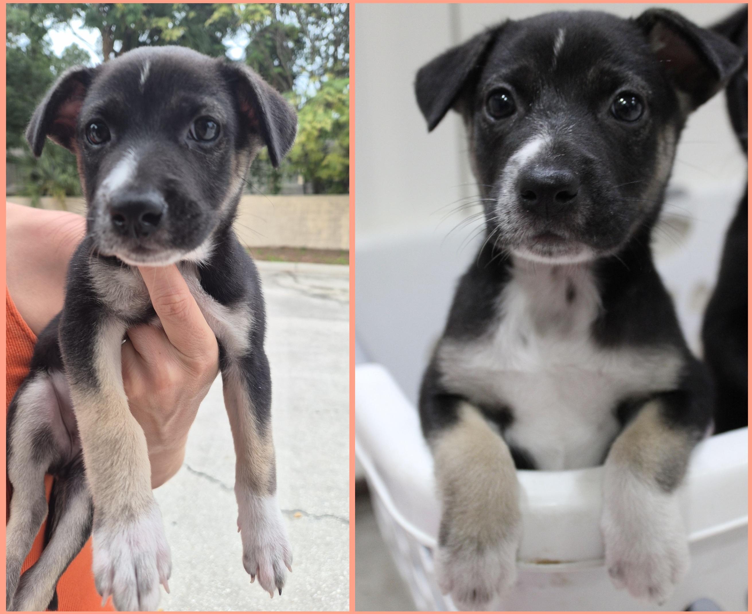 Enlarge Sprout, a Adopted Terrier in Orlando, FL image 3/6