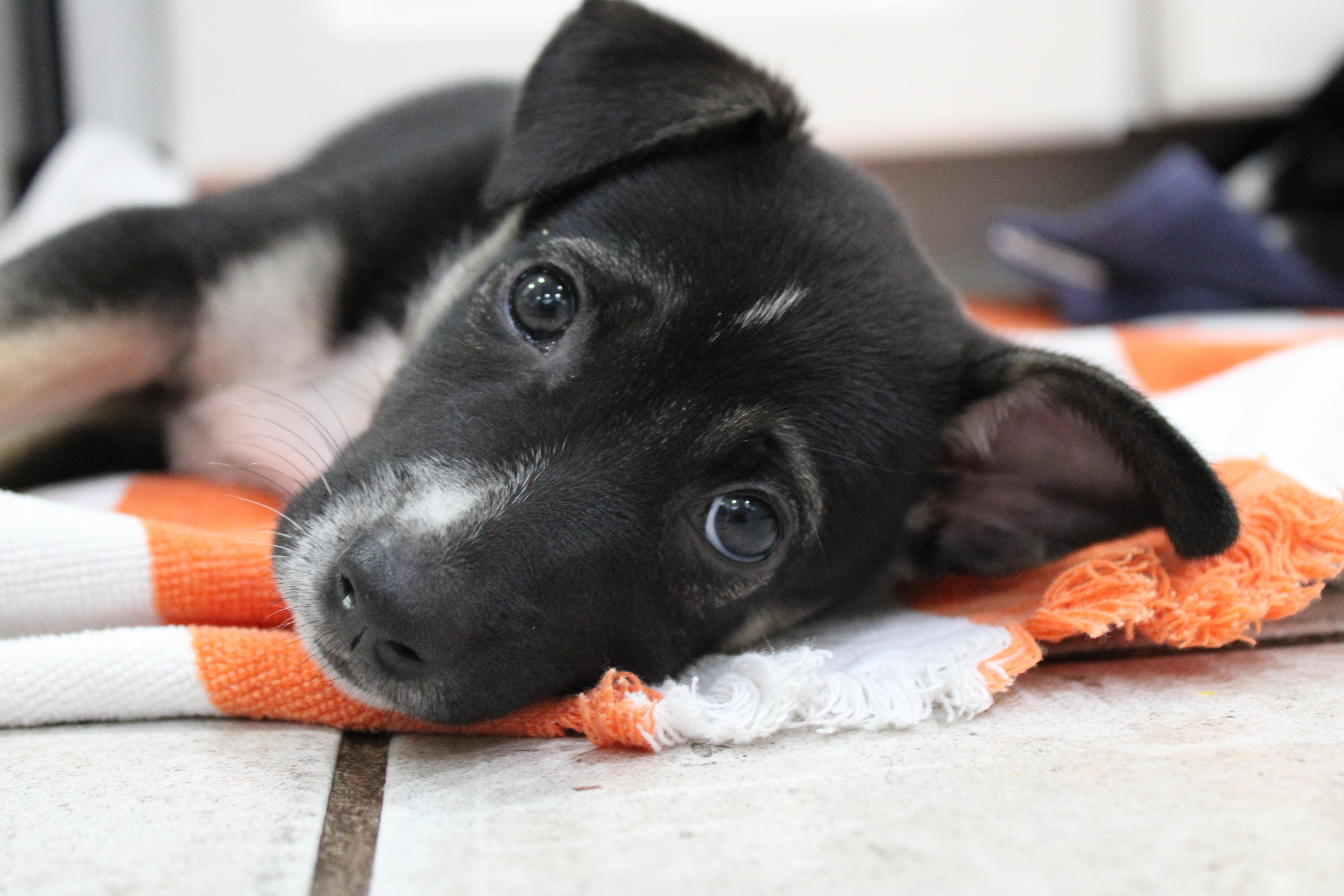 Enlarge Sprout, a Adopted Terrier in Orlando, FL image 2/6