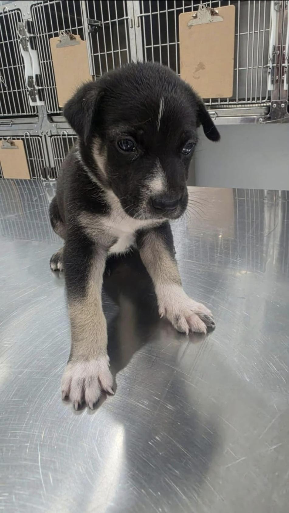 Enlarge Sprout, a Adoptable Mixed Breed in Orlando, FL image 2/2