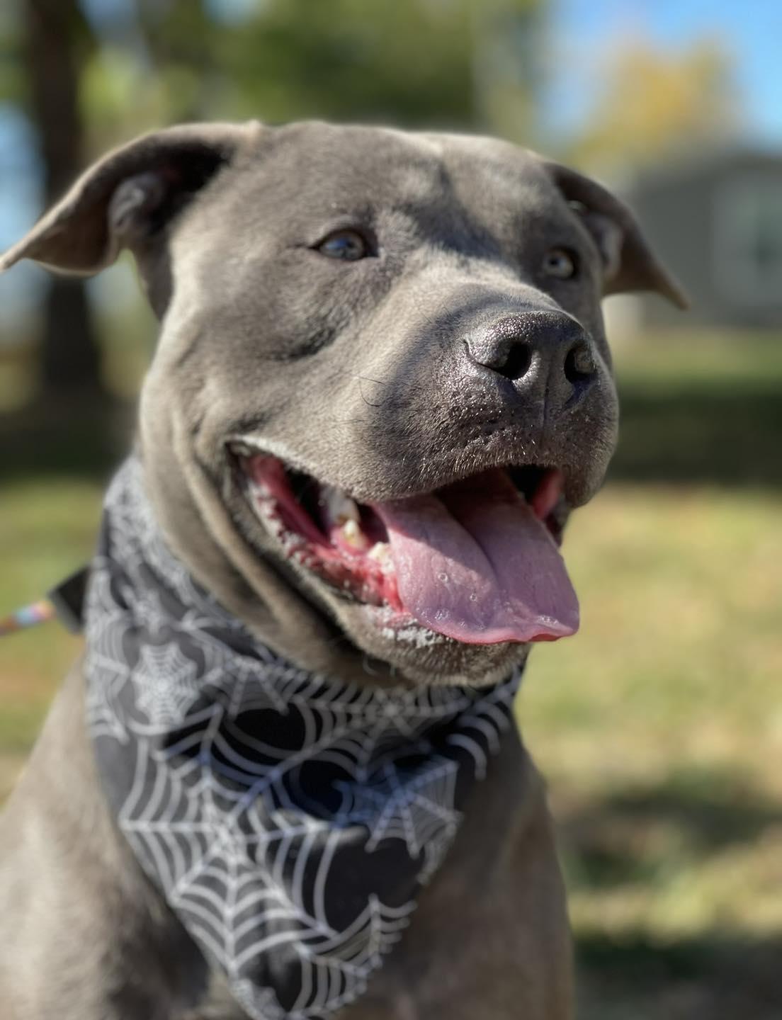 Enlarge Al, a Adoptable mixed breed in Springfield, IL image 3/5