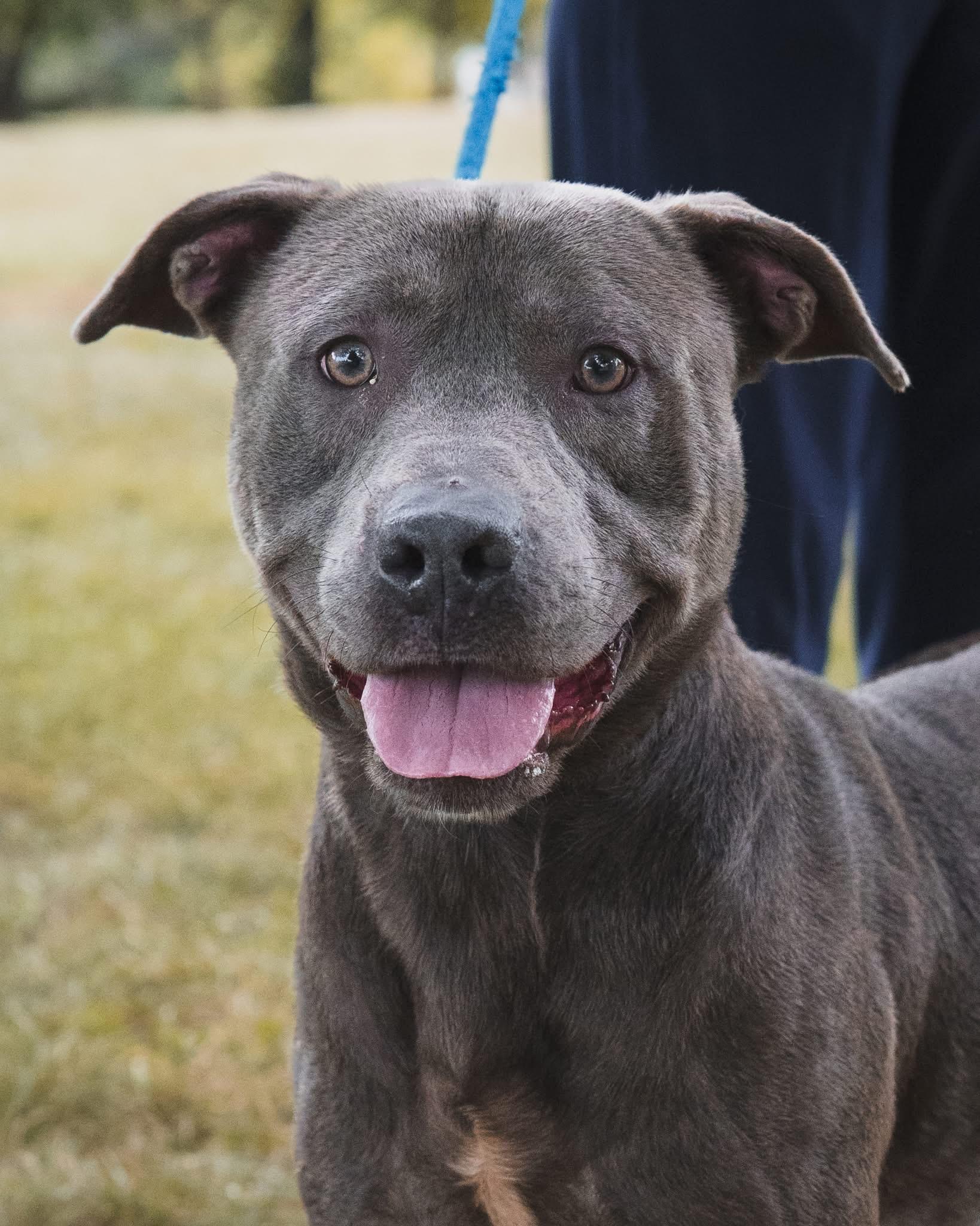 Enlarge Al, a Adoptable mixed breed in Springfield, IL image 4/5