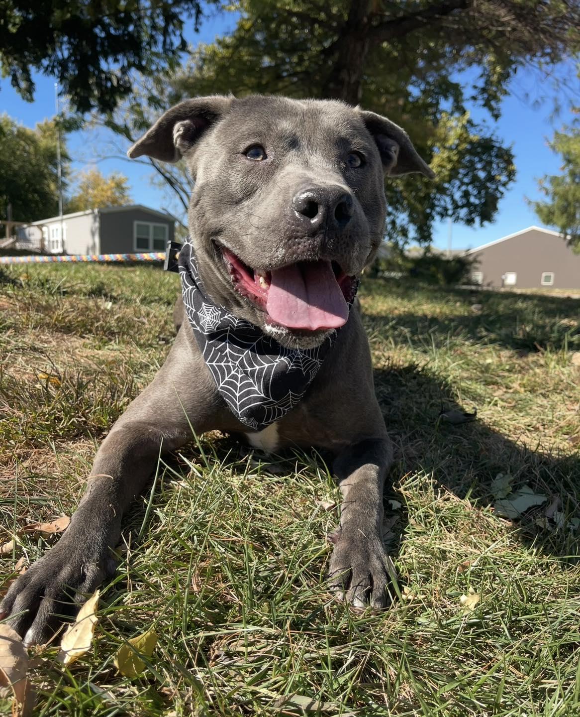 Enlarge Al, a Adoptable mixed breed in Springfield, IL image 1/5