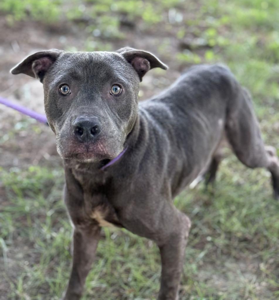 Enlarge Al, a Adoptable mixed breed in Springfield, IL image 5/5