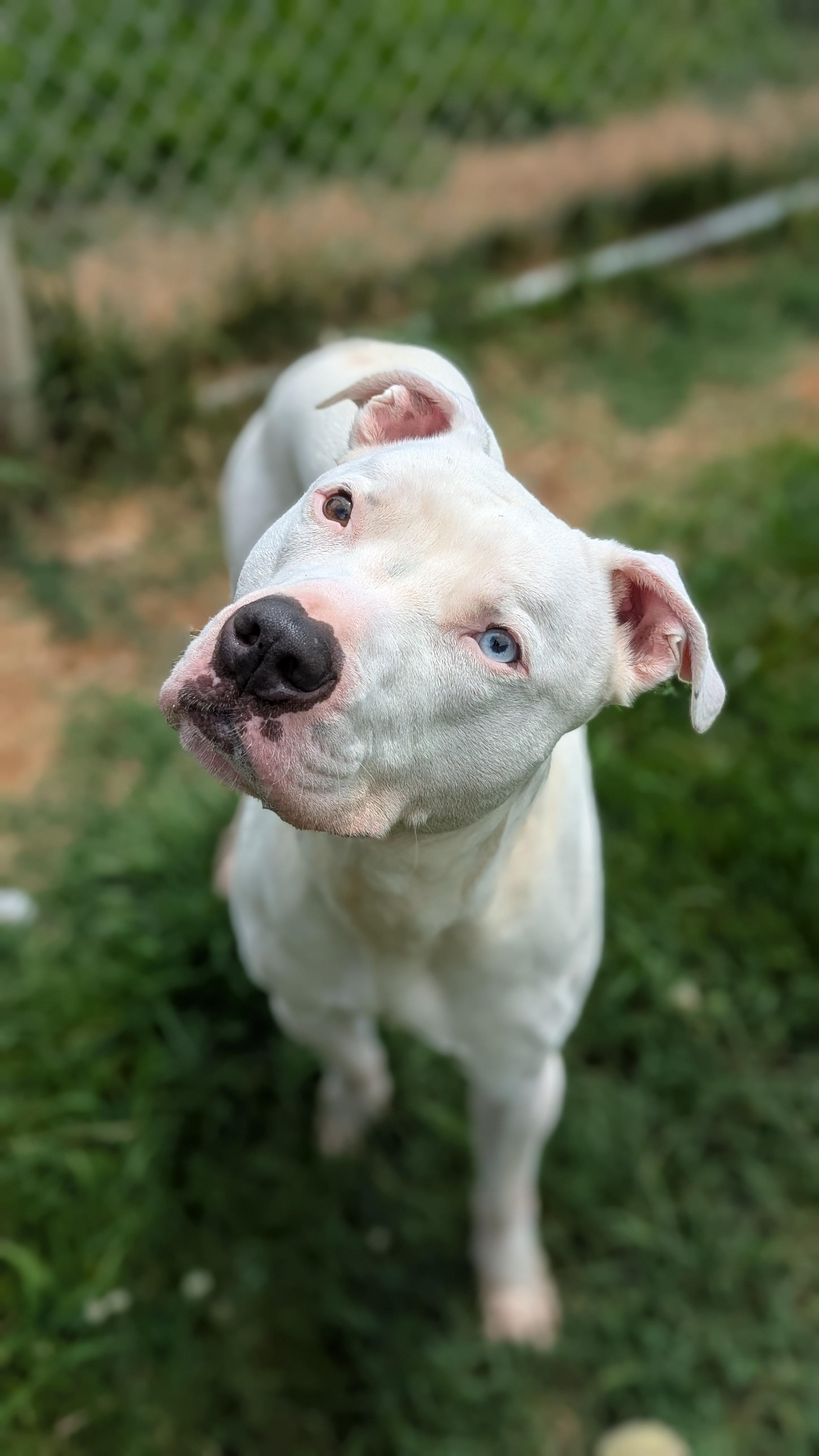 Moonshine, Adult Male unknown