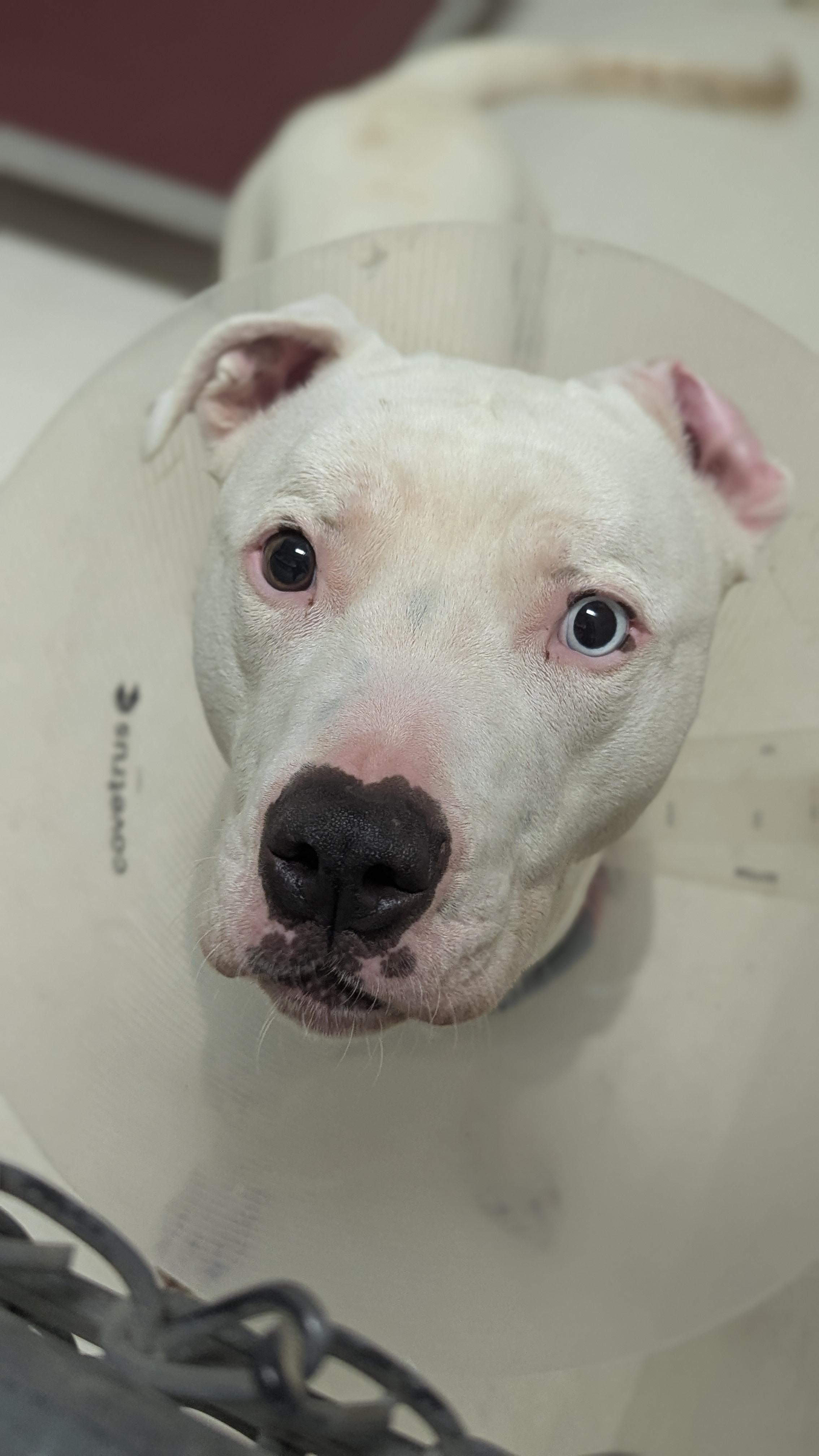 Moonshine, Adult Male Mixed Breed