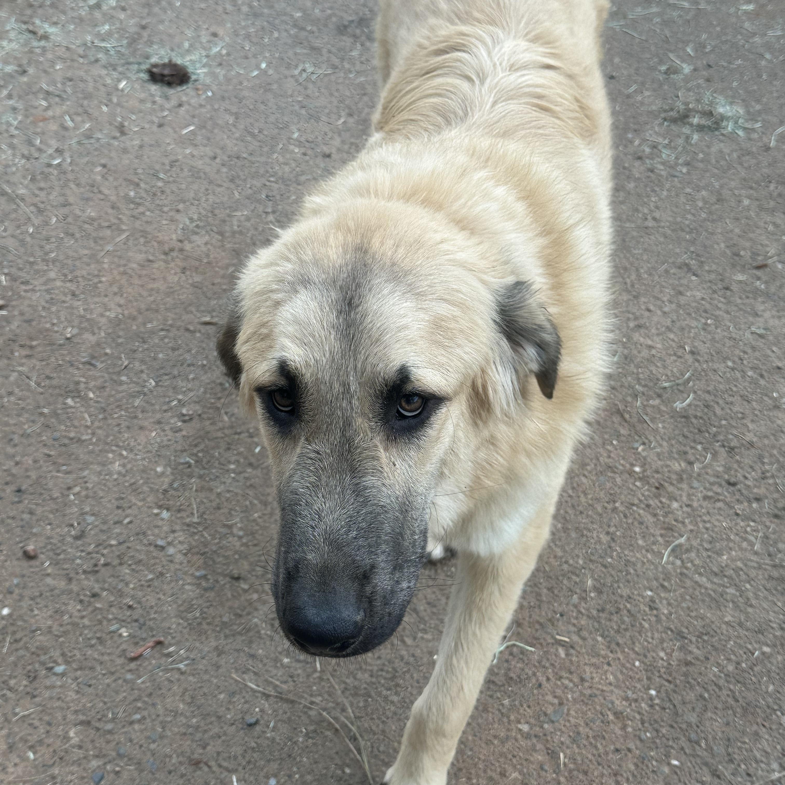 Hunter, Young Male Sarplaninac