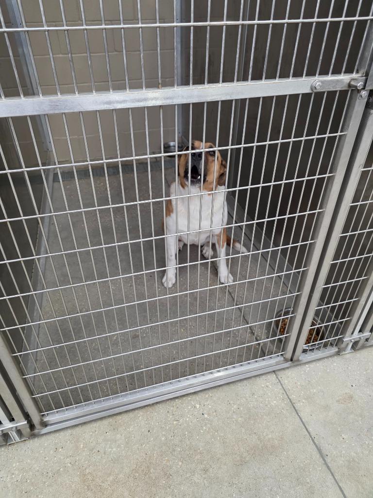 Sinclair, Adoptable, Adult Female Labrador Retriever.