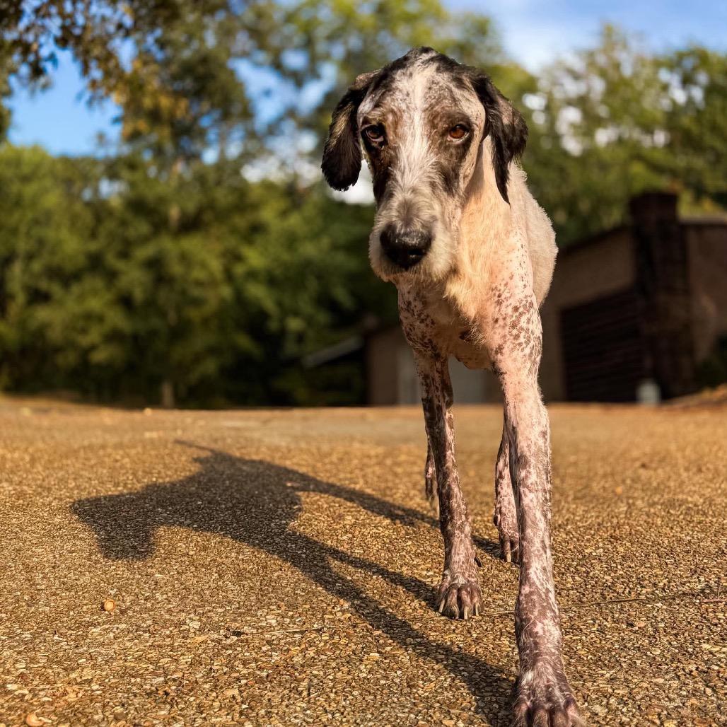 Lynard, Adoptable, Senior Male Poodle & Great Dane.