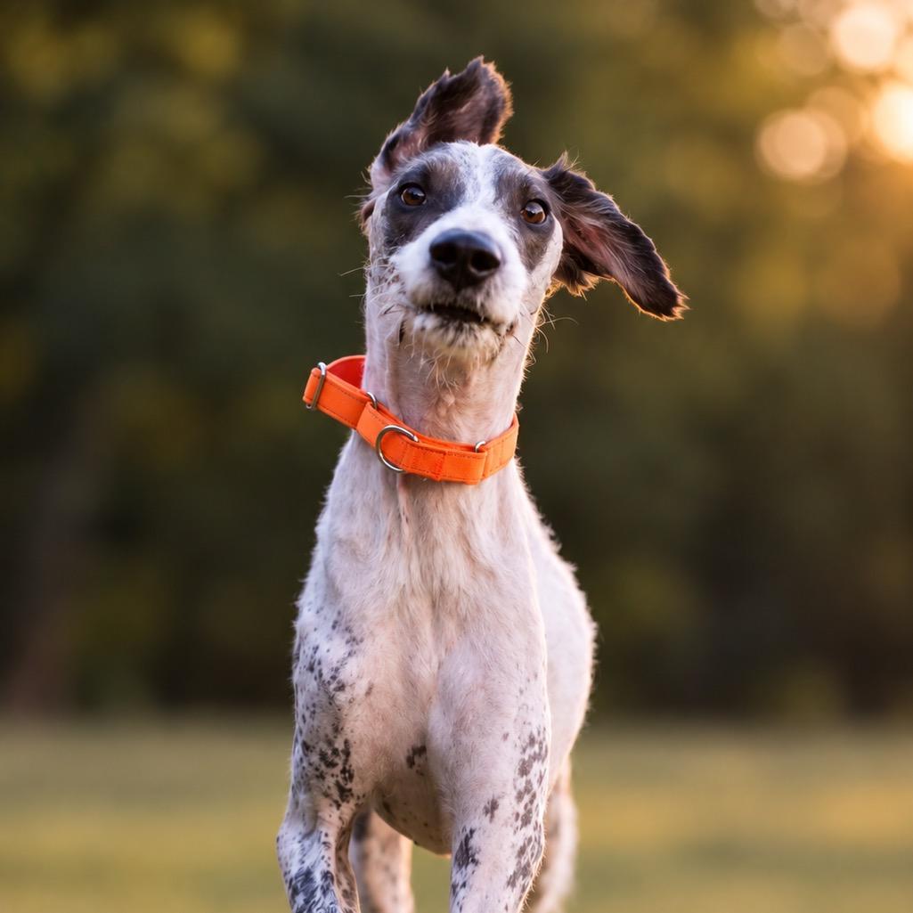 Enlarge Lynard, a Adoptable mixed breed in Huntsville, AL image 2/6