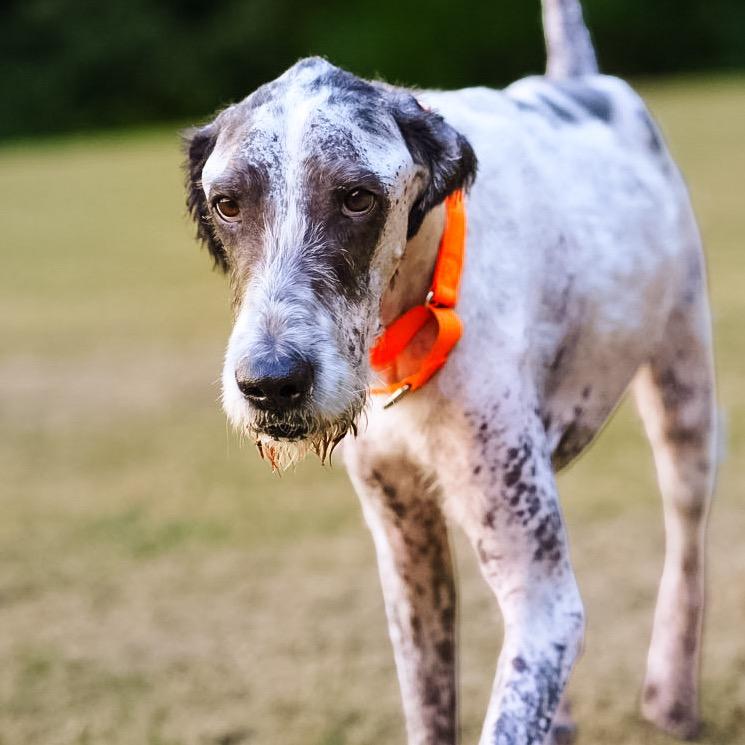 Enlarge Lynard, a Adoptable mixed breed in Huntsville, AL image 3/6
