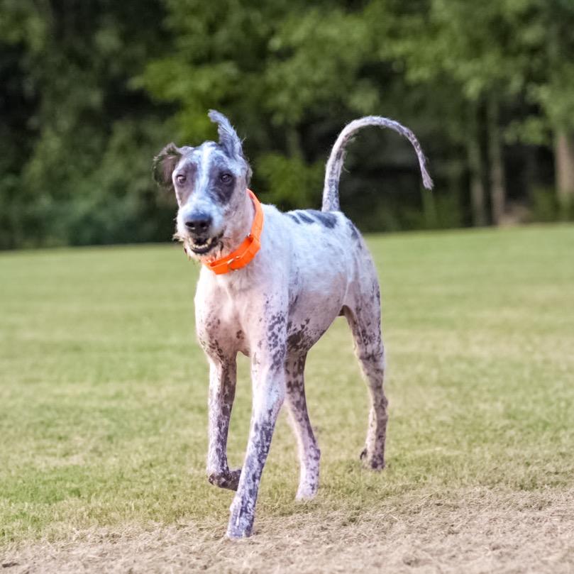 Enlarge Lynard, a Adoptable mixed breed in Huntsville, AL image 6/6