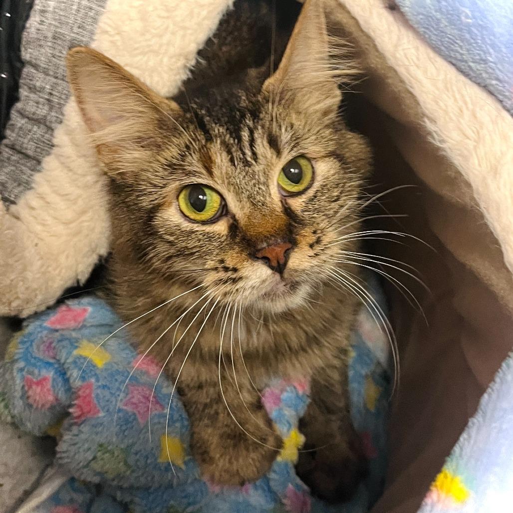 Aurora, Adoptable, Young Female Domestic Medium Hair.