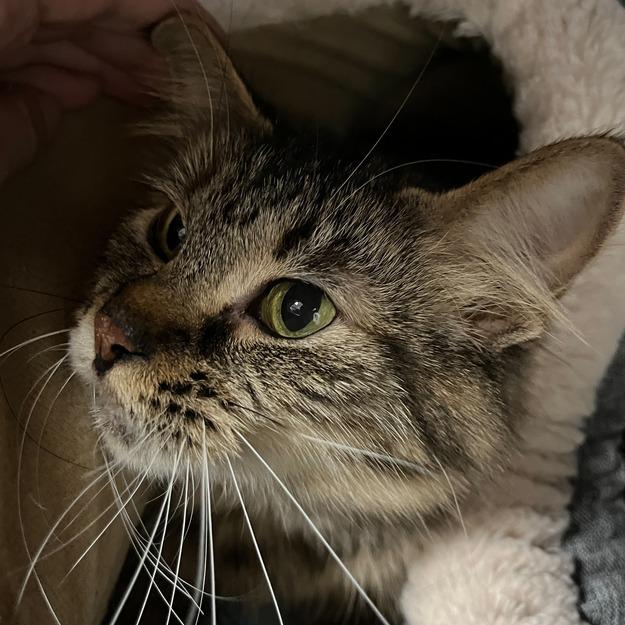 Aurora, a Adoptable Domestic Medium Hair in Owosso, MI image 2/6