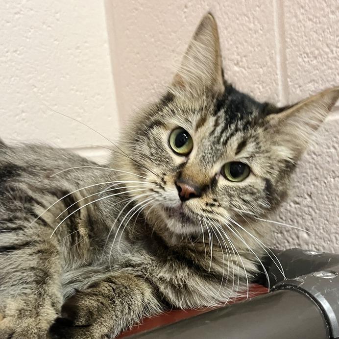 Aurora, a Adoptable Domestic Medium Hair in Owosso, MI image 3/6