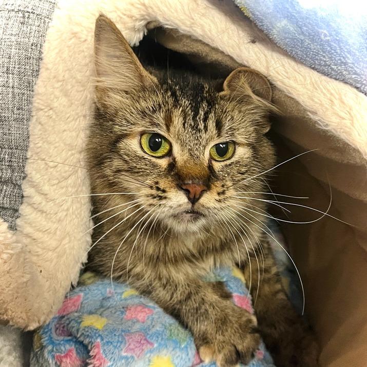 Aurora, a Adoptable Domestic Medium Hair in Owosso, MI image 4/6
