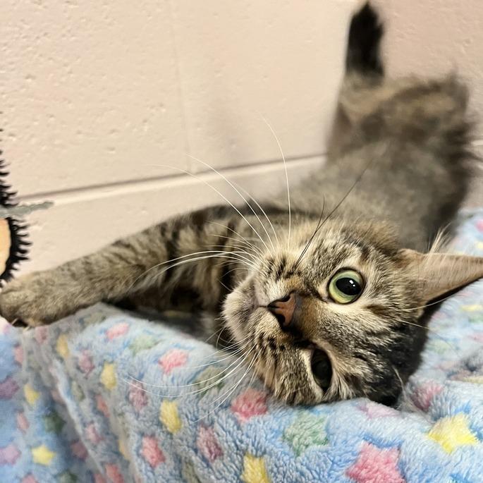 Aurora, a Adoptable Domestic Medium Hair in Owosso, MI image 5/6