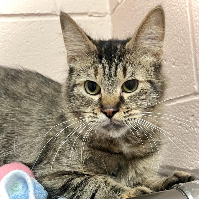 Aurora, a Adoptable Domestic Medium Hair in Owosso, MI image 6/6