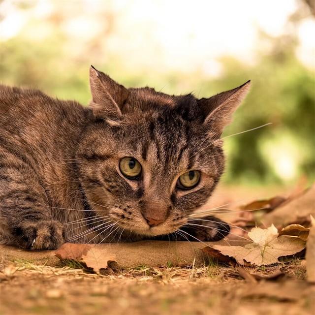 Enlarge TAZ, a Adoptable Domestic Short Hair in Agoura, CA image 1/1