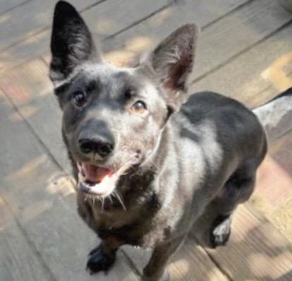 BEAN, Adoptable, Young Female German Shepherd Dog & Mixed Breed.