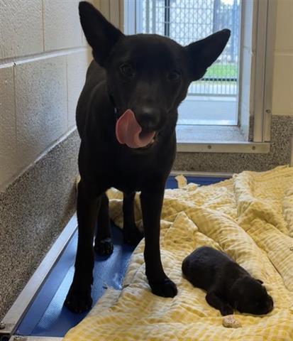 OLIVIA, Adoptable, Young Female German Shepherd Dog & Mixed Breed.